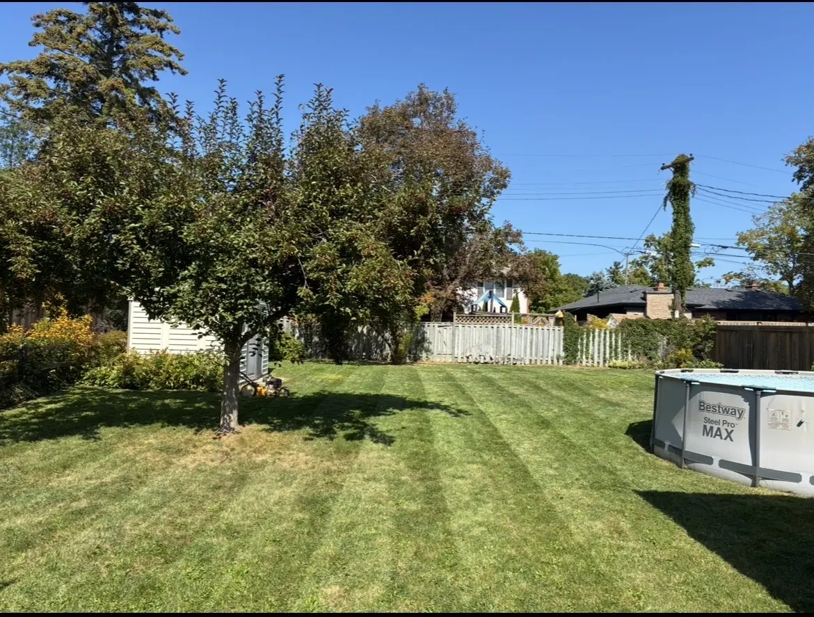 Pelouse fraîchement tondue lors d’un travail de Maulson Lawn Care